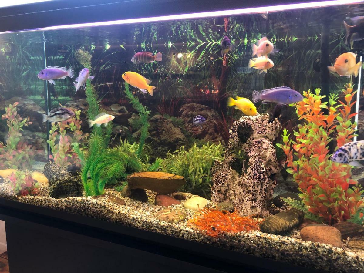 Apartamentai Viktorija Nida Bagian luar foto